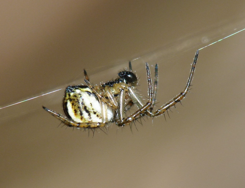 Mangora acalypha